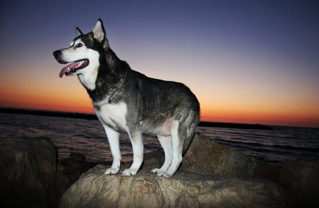 Alaskan Malamute Price