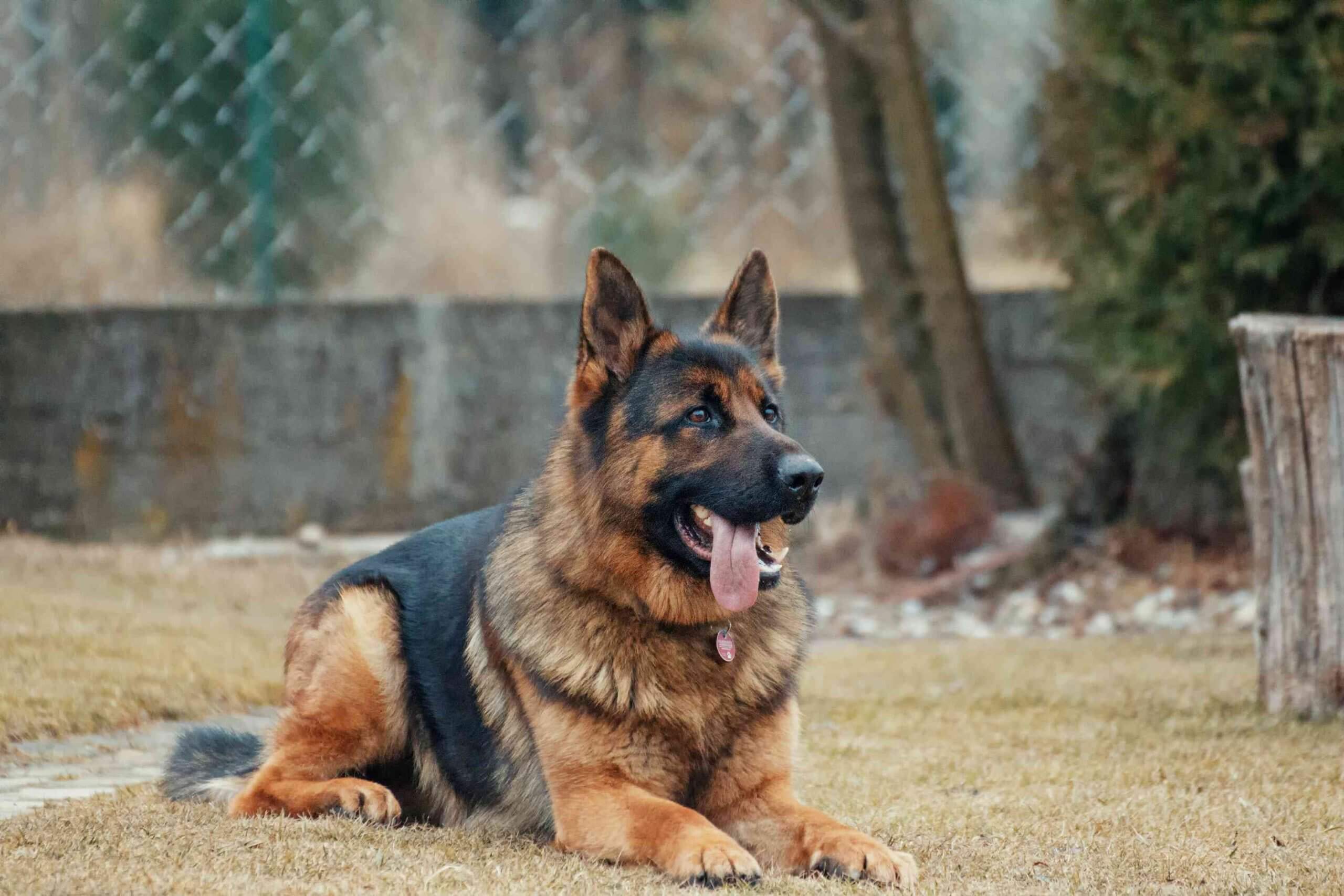 German Shepherd Price In India 2024 How Much Would They Cost Petsyfy