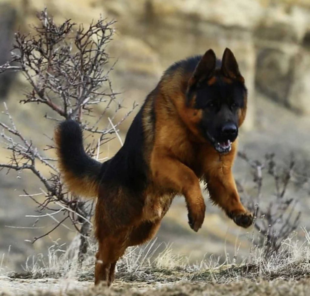 German Shepherd Price In India 2024 How Much Would They Cost Petsyfy