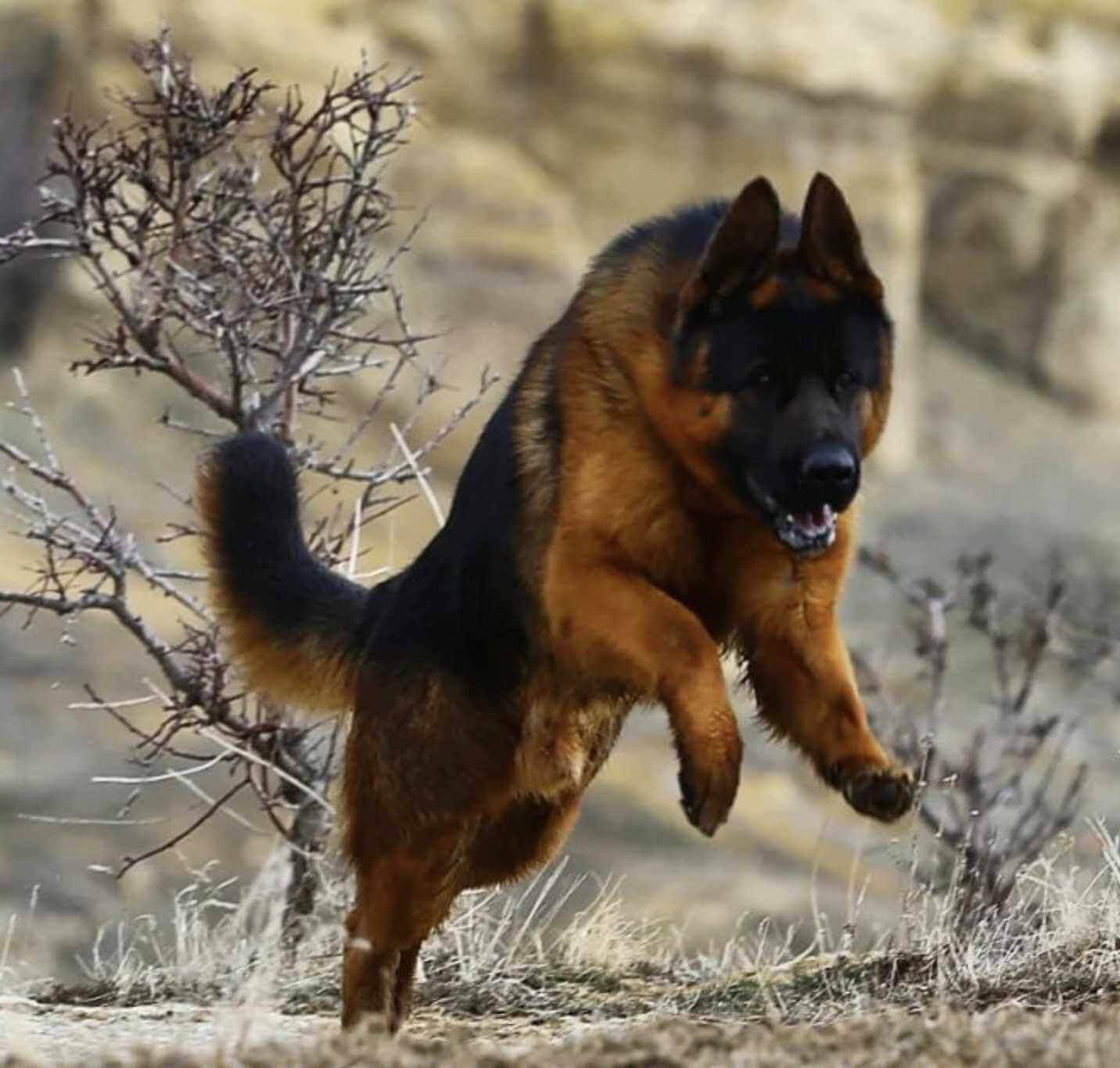 German Shepherd Price In India 2024 How Much Would They Cost Petsyfy