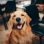 Golden Retriever Price in India (2022) With Monthly Expenses?