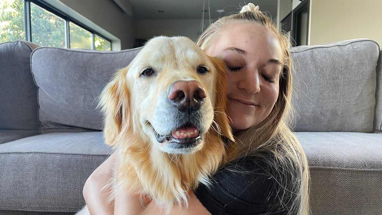 Golden Retriever Price in India (2022) With Monthly Expenses? Petsyfy