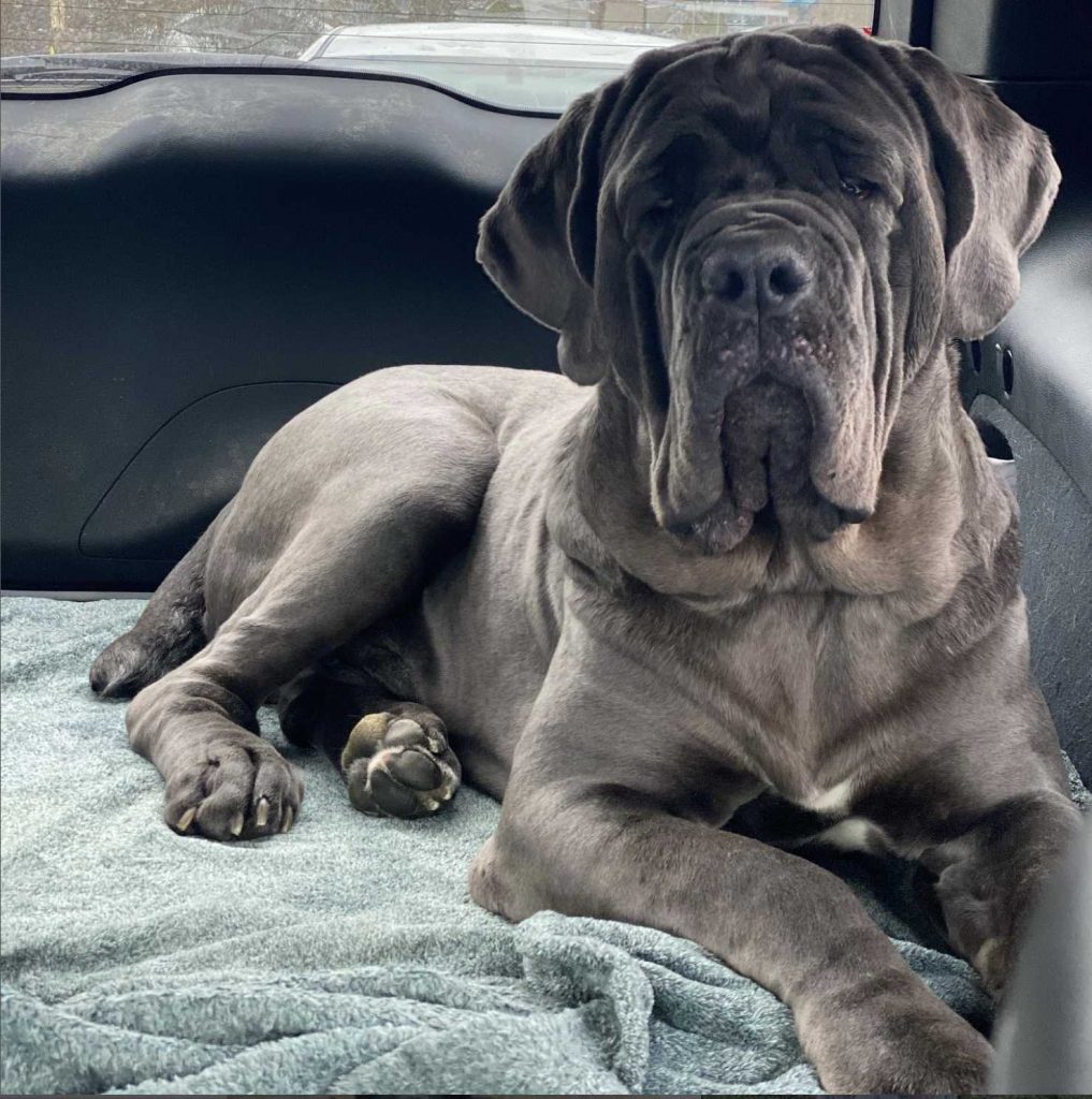 how much does a neapolitan mastiff cost