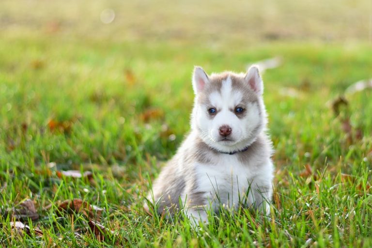 Siberian Husky Price In India [2024] - Kerala | Kolkata | Delhi ...