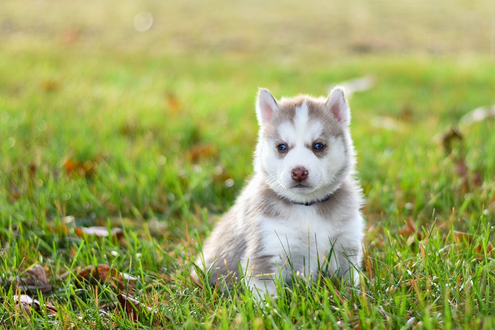 SIBERIAN HUSKY PRICE IN INDIA