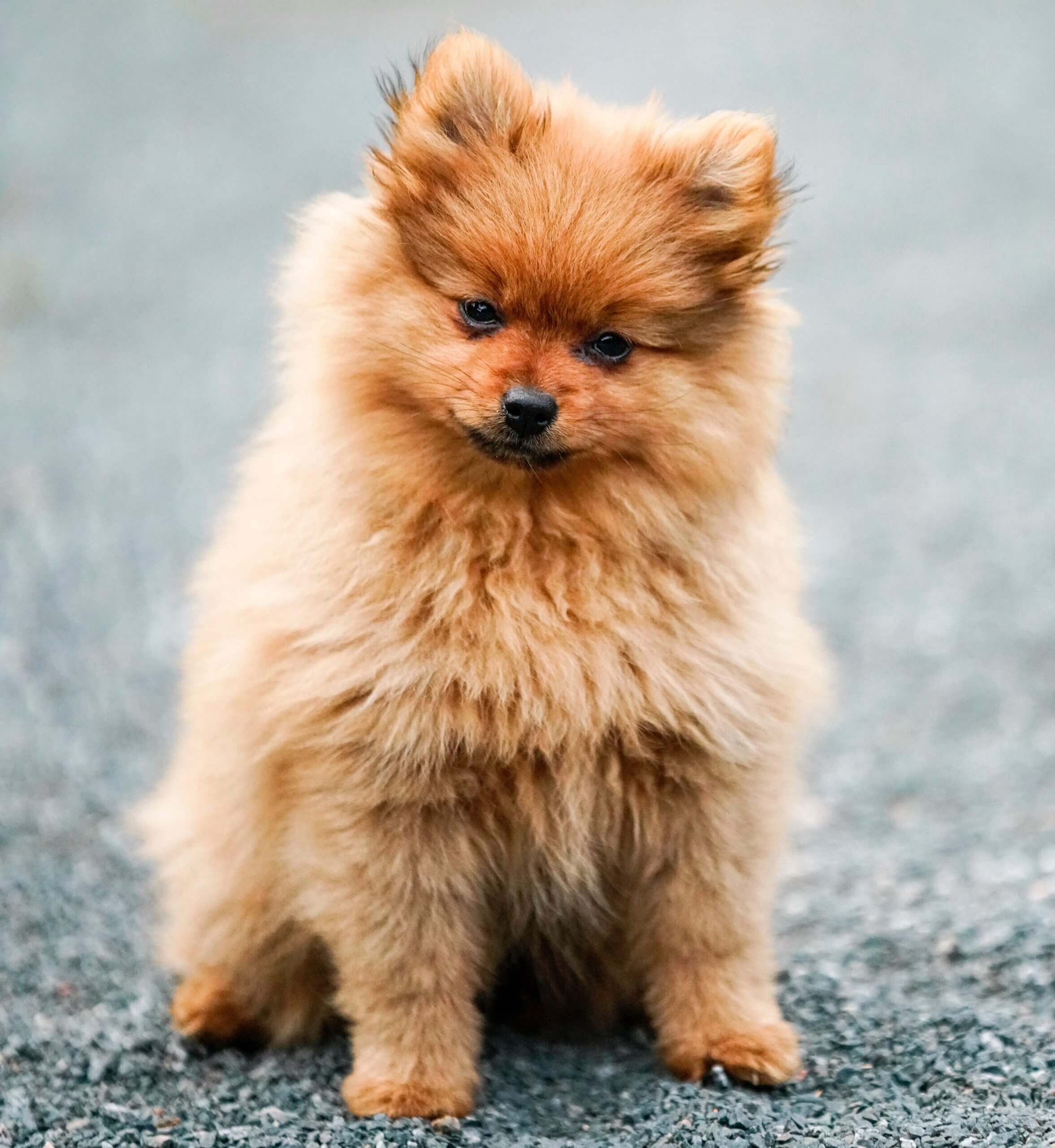 Pomeranian Dog Price in India - (All Major Cities 2022)