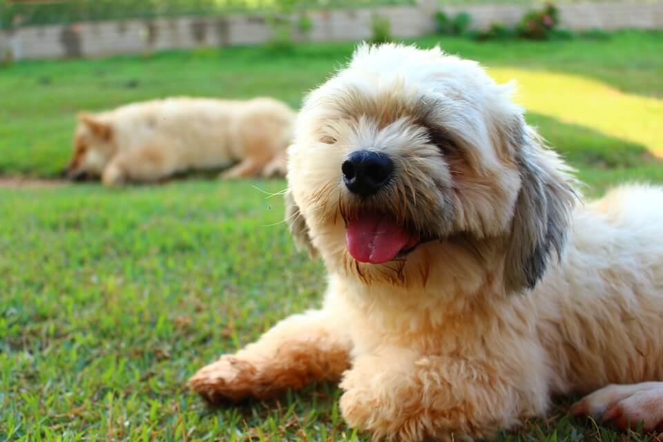  Lhasa Apso Price