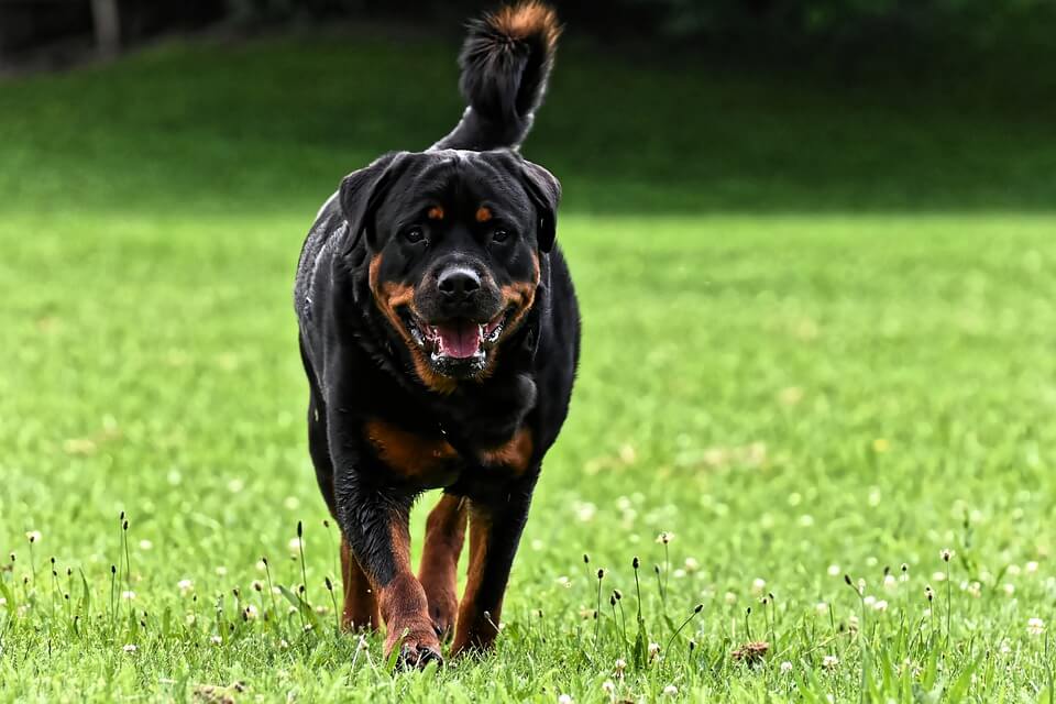 how much does a rottweiler puppy cost in india