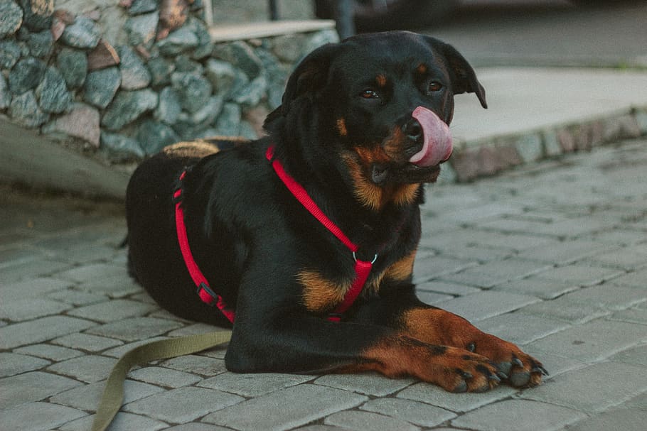 Rottweilers Price in India