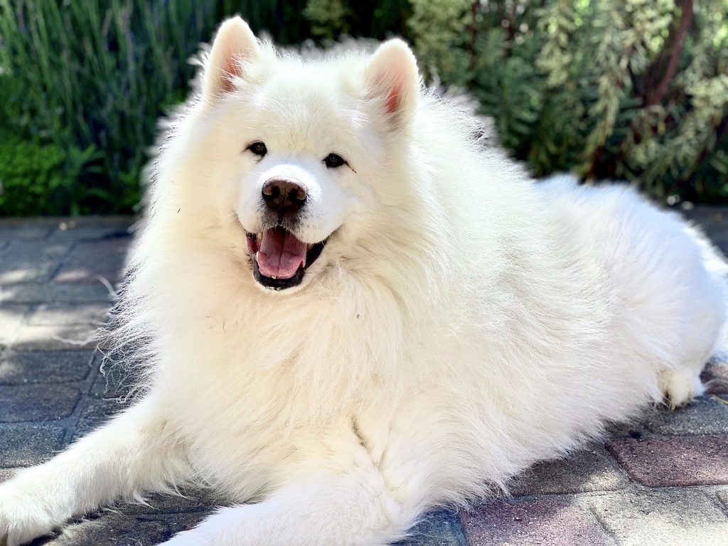 can samoyed dogs live in hot weather