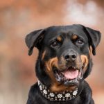 Rottweiler Price in India [2022 Updated Price]