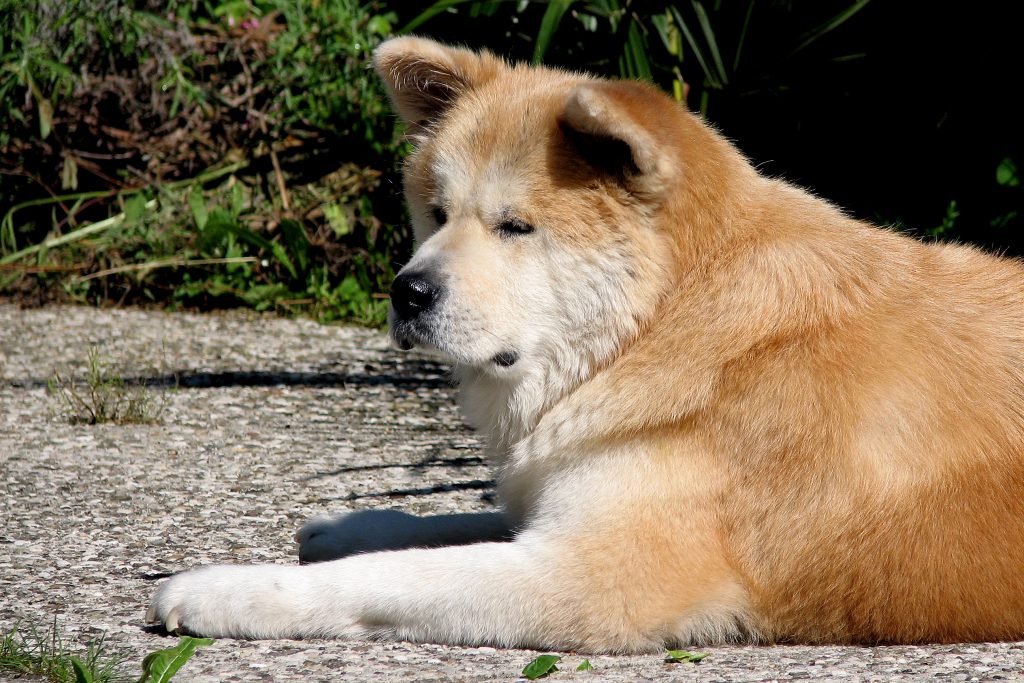 Can Akita Survive In India