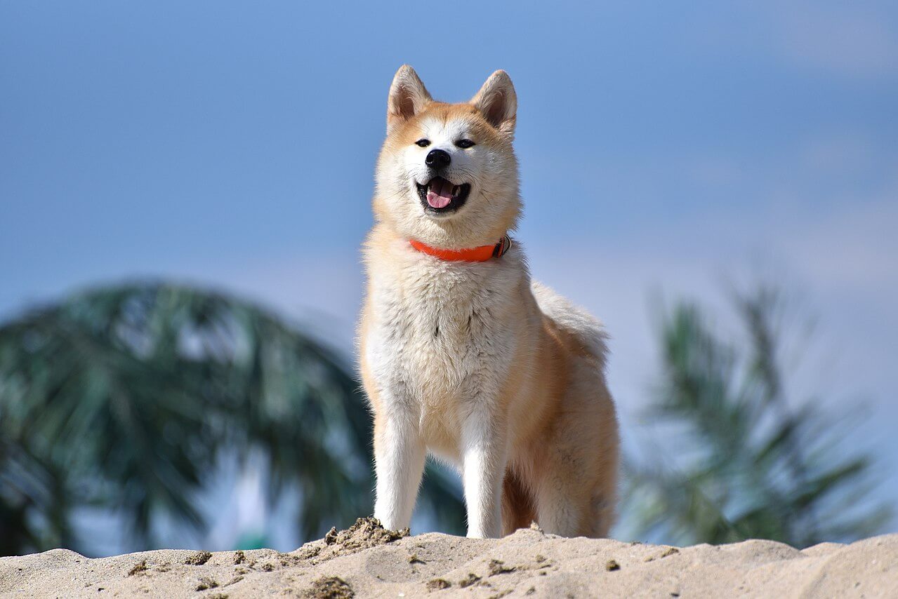 Akita Dog Price in India [2024] with All Expenses - Petsyfy