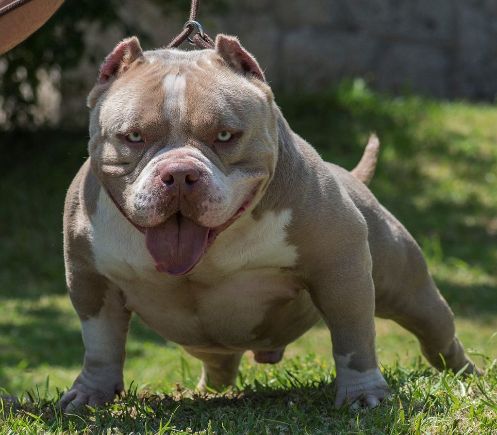 AMERICAN BULLY dog