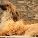 Afghan Hound Dog Price in India