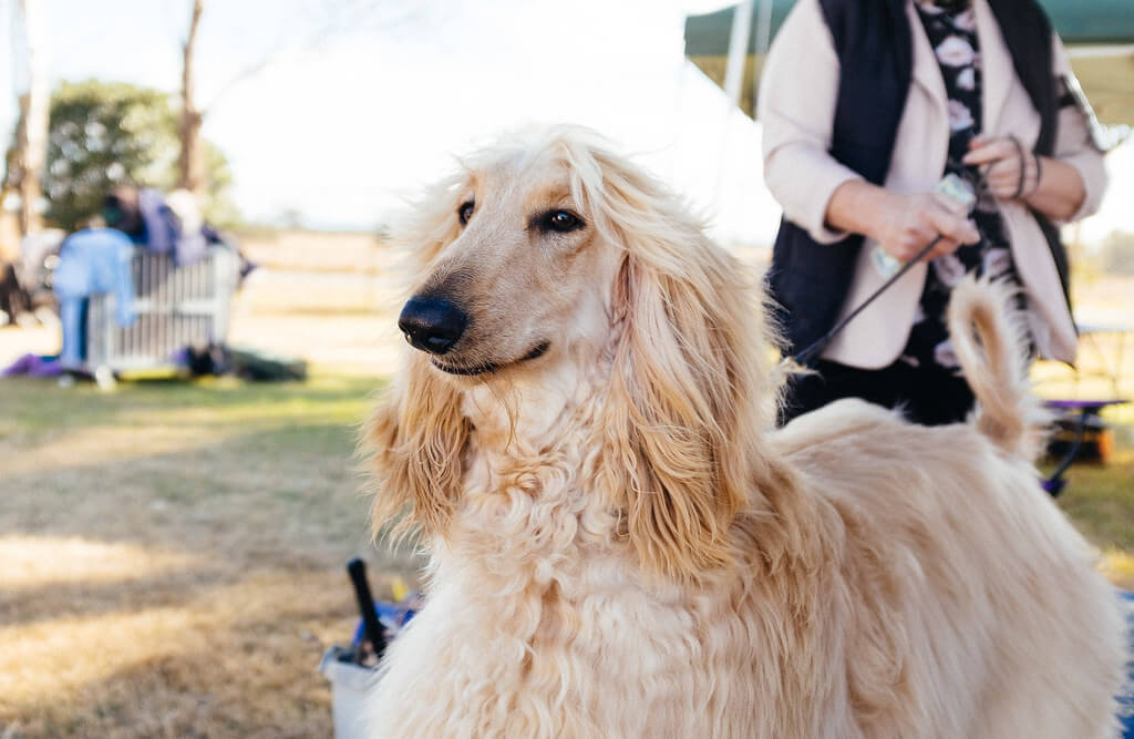 Afghan Hound dog Price