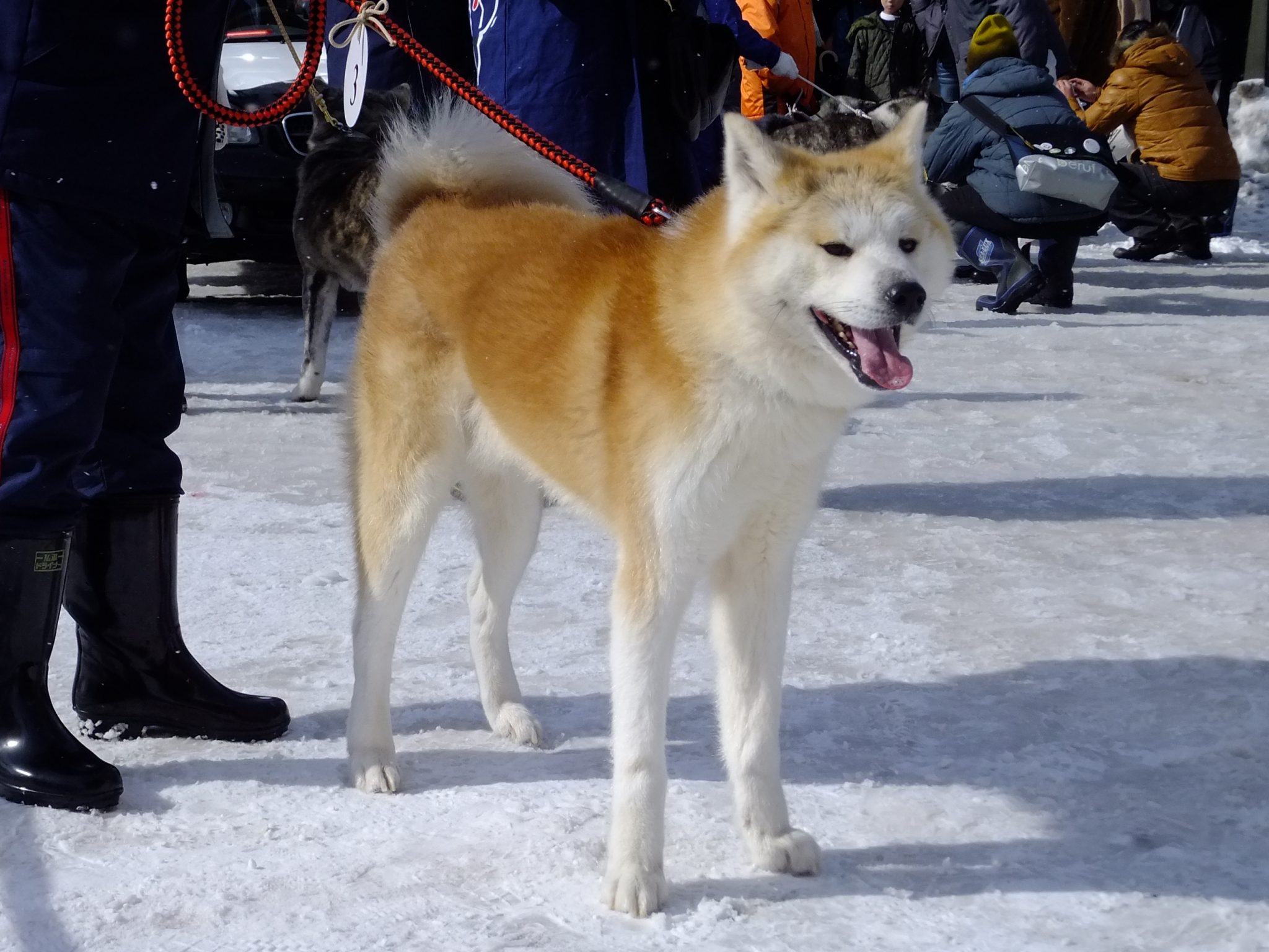 Akita Dog Price in India [2024] with All Expenses - Petsyfy