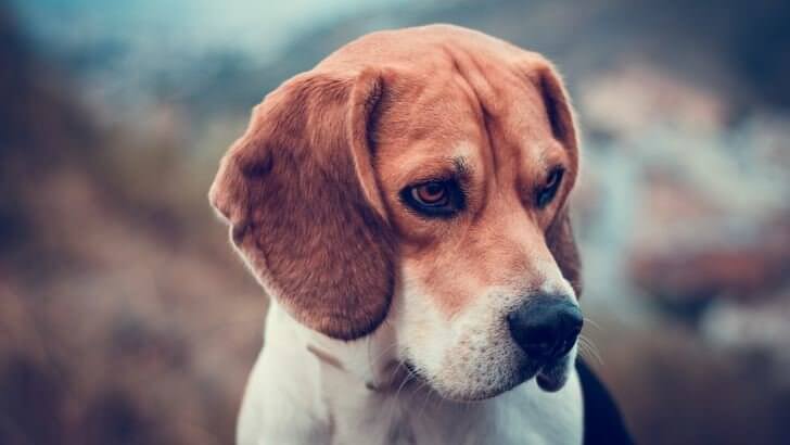 Beagle