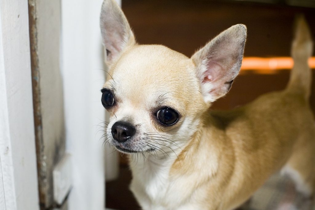 what is the average price for a chihuahua puppy