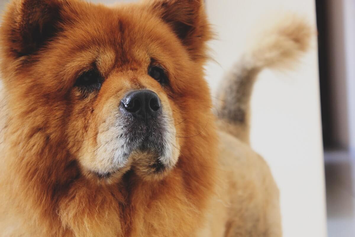 Chow Chow price in india