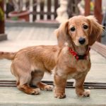 Best Dog Breeds in India for Home [2022]