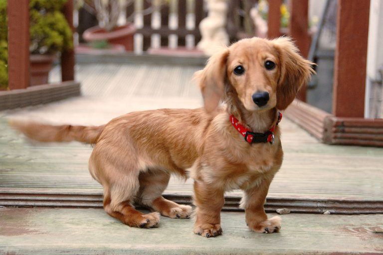 Dachshund Price in India 2024 Breed Information Petsyfy