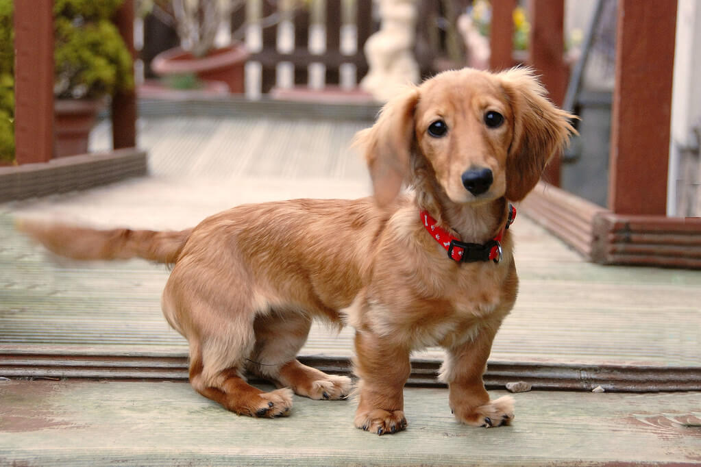 Dachshund Dog Price in India