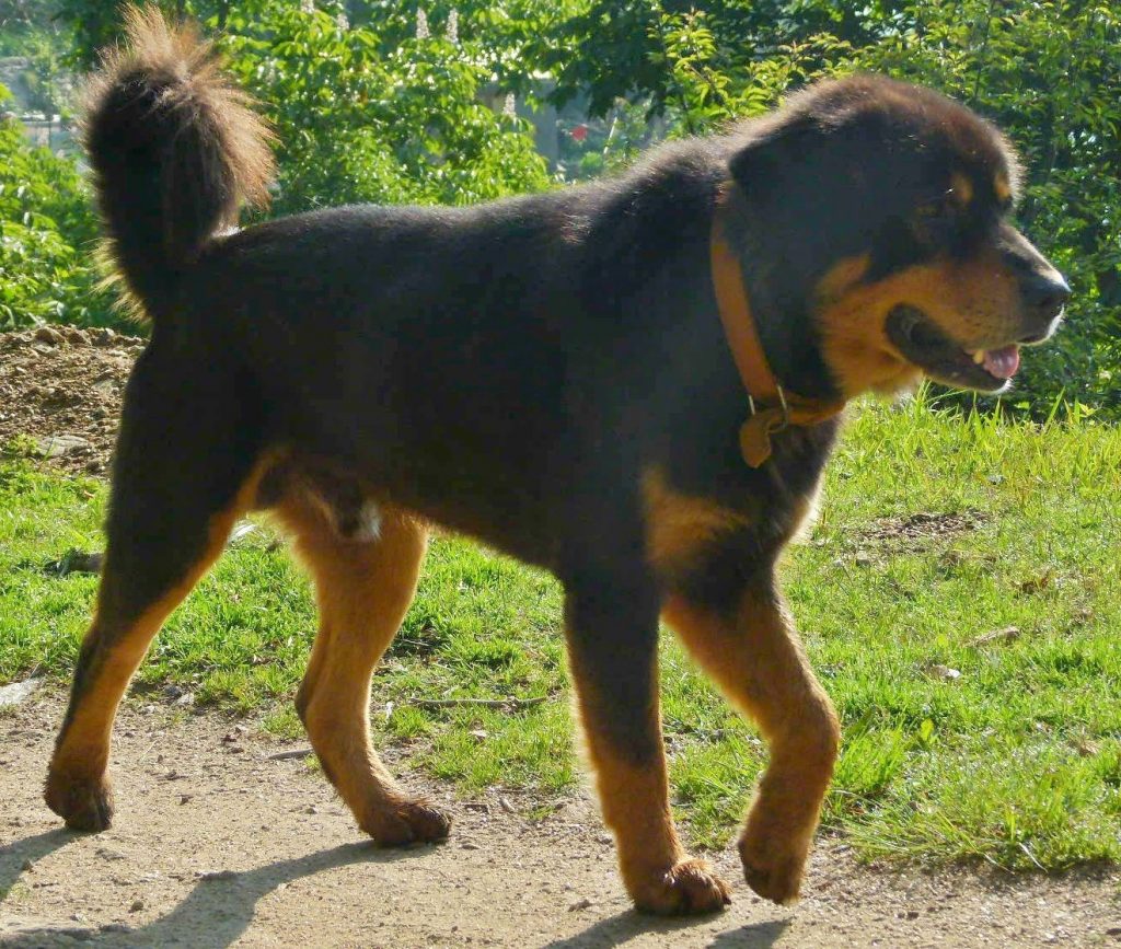 Gaddi Dog Price In India 2024 With Monthly Expenses Petsyfy