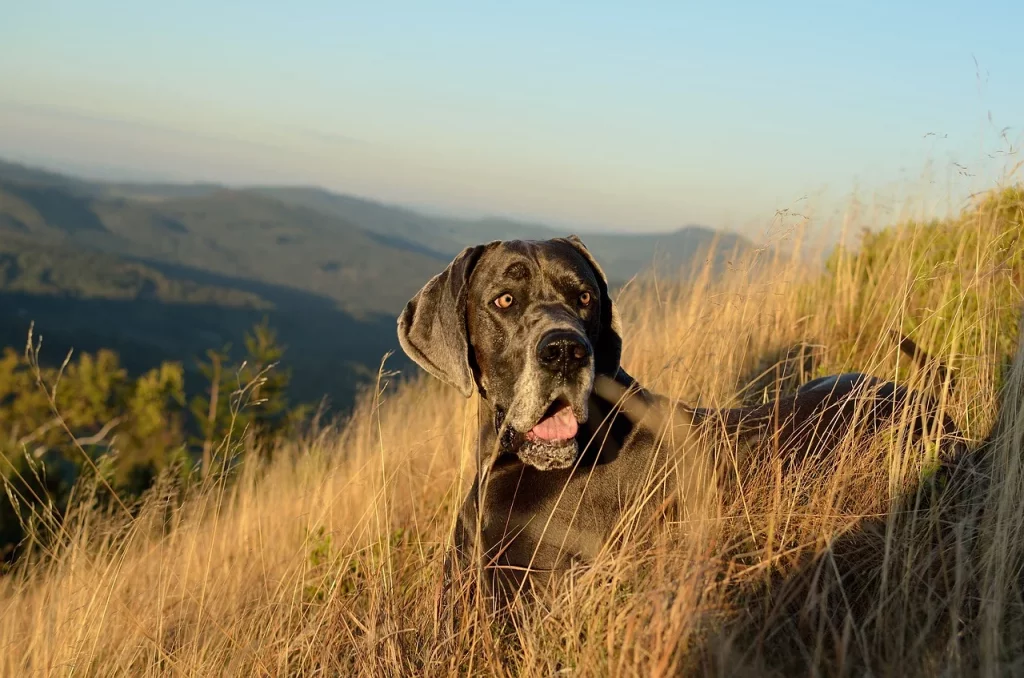 Great Dane Dog Price in India