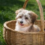 Havanese Dog Price in India (2022) - Ultimate Guide