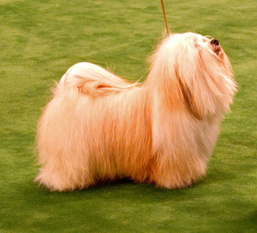 Havanese Price in India