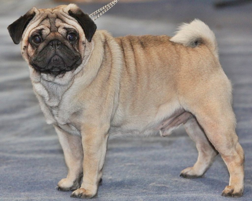 pug dog price in india