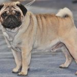 Pug Price in India (2022) - Detailed Dog Breed Information