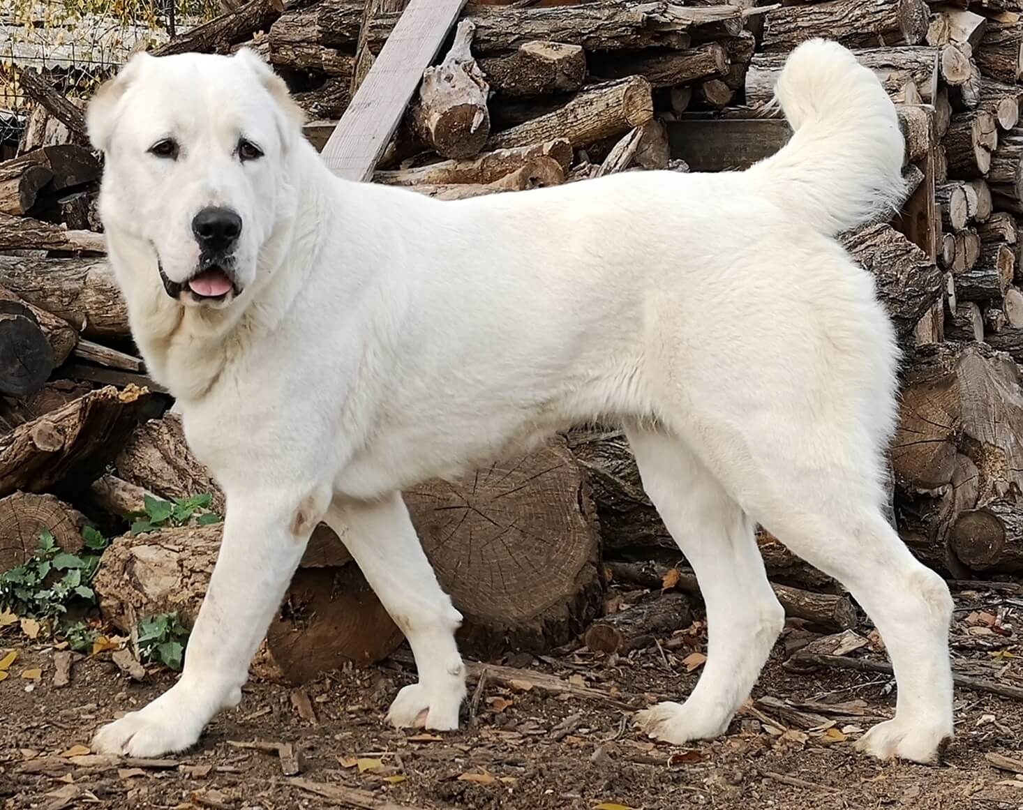 Alabai Dog Price In India 2024 Health Info Care Petsyfy