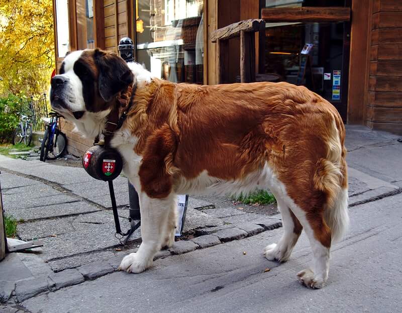 Saint Bernard Dog Price in India