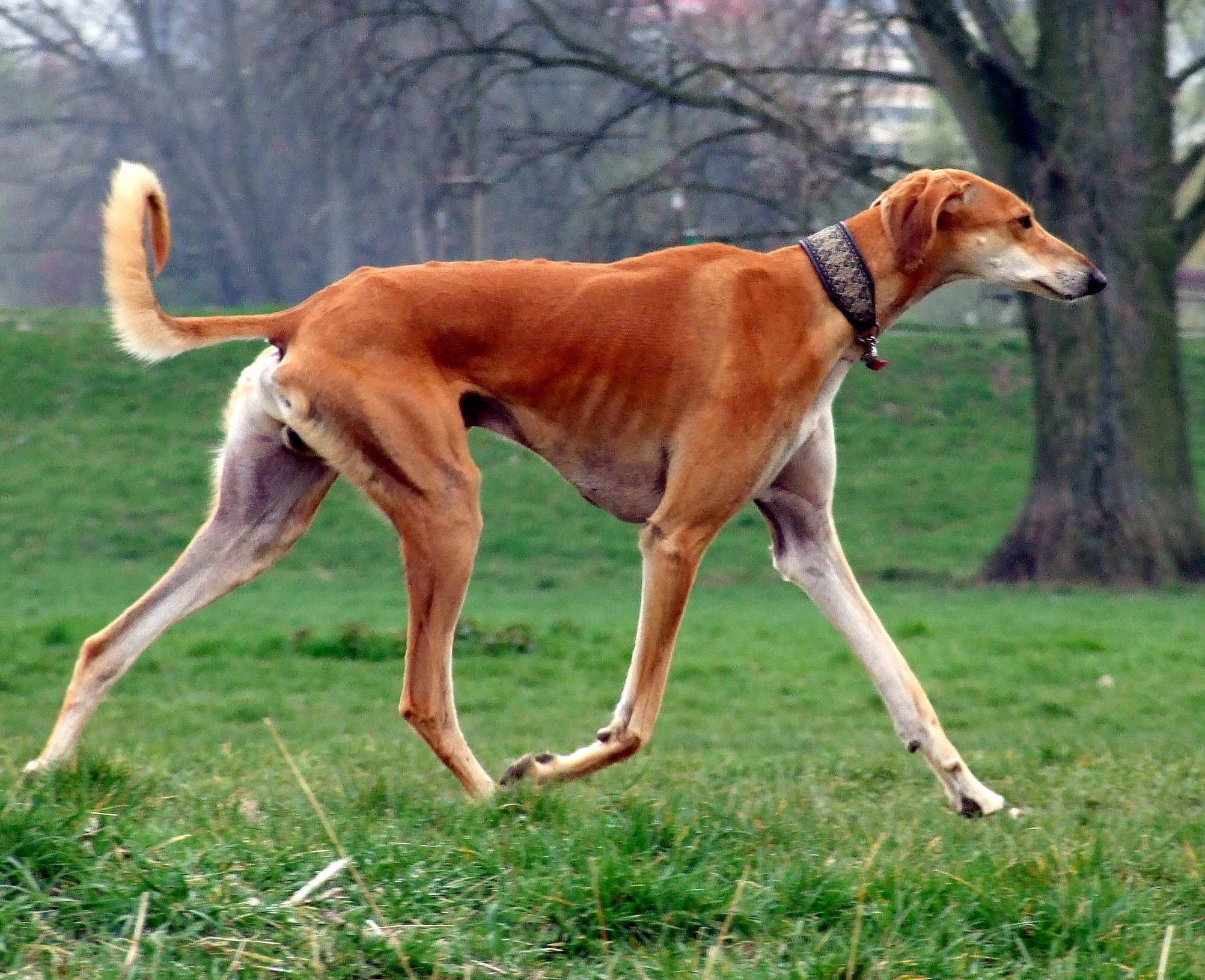 Saluki Price in India