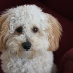 Toy Poodle Price in India with Monthly Expenses [2022]
