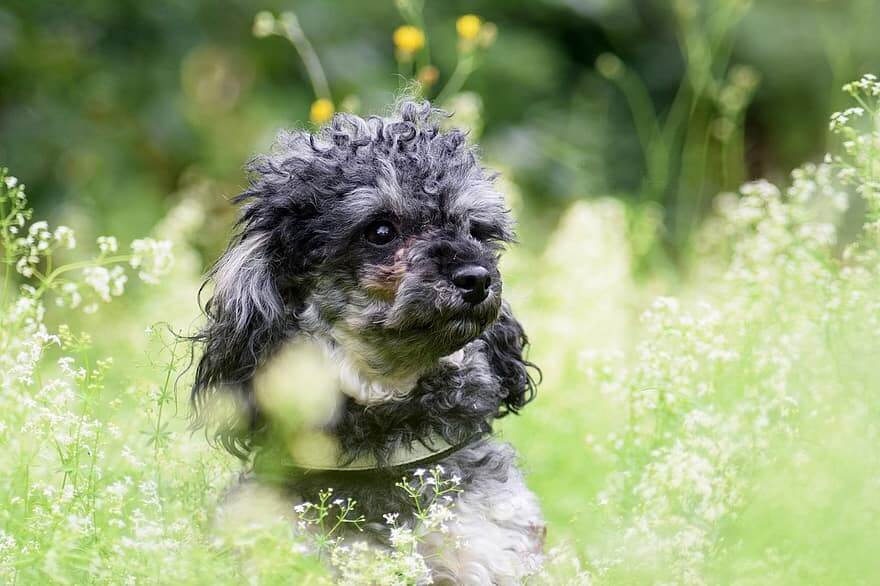 how much does a poodle cost in india