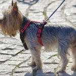 Yorkshire Terrier Price in India (2022)