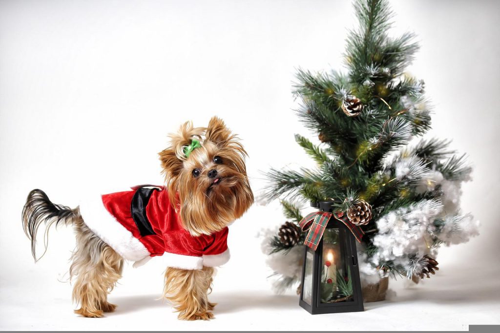 Yorkshire Terrier Dog Price in India