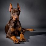 Doberman Price In India (2022) - How Much Would It Cost ?