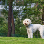 The Ultimate Guide to the Australian Labradoodle