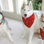 <strong>4 Tips On How To Correctly Put A Dog Bandana On Your Furry Friend</strong>
