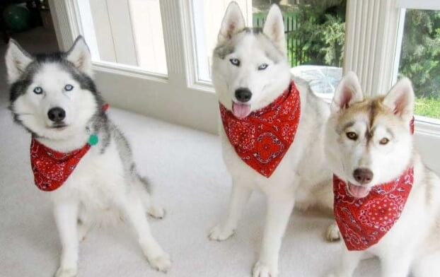 4 Tips On How To Correctly Put A Dog Bandana On Your Furry Friend