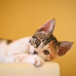 5 Tips for New Cat Owners