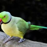 <strong>Important Nutrition Your Pet Parrot Needs and Where to Get Them</strong>