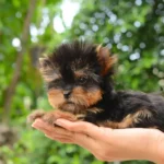 Teacup Yorkie Puppies: The Perfect Tiny Companion for Your Home