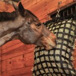 The-Importance-Of-Ration-Balancers-In-Horse-Nutrition