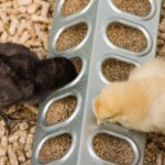 Understanding Medicated Chicken Feed: What It Is And How It Works