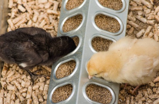 Understanding Medicated Chicken Feed: What It Is And How It Works